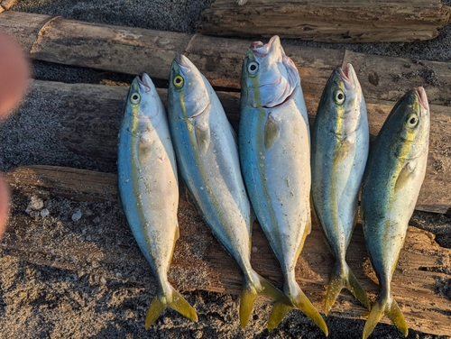 ワカシの釣果