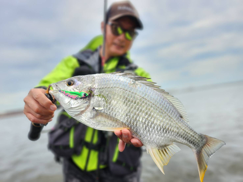 キビレの釣果