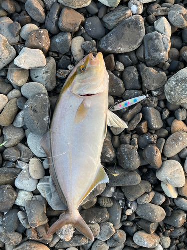 ショゴの釣果