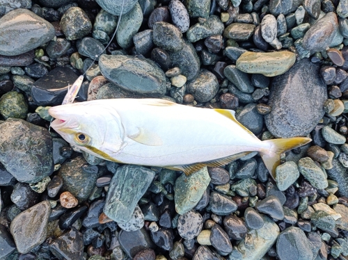 ショゴの釣果