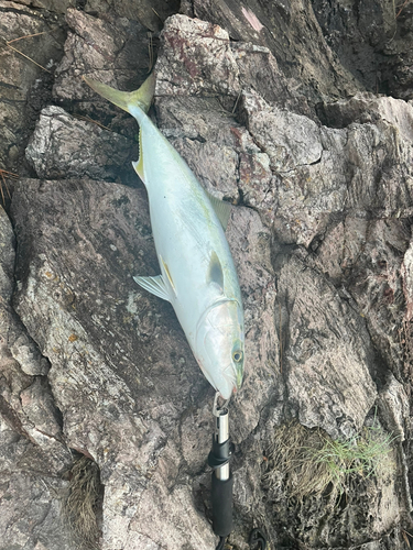 イナダの釣果