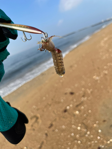 シャコの釣果