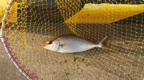 ショゴの釣果