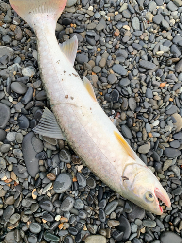 アメマスの釣果