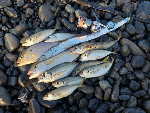 ショゴの釣果