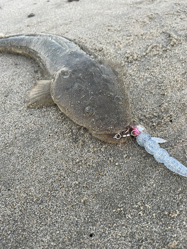 マゴチの釣果