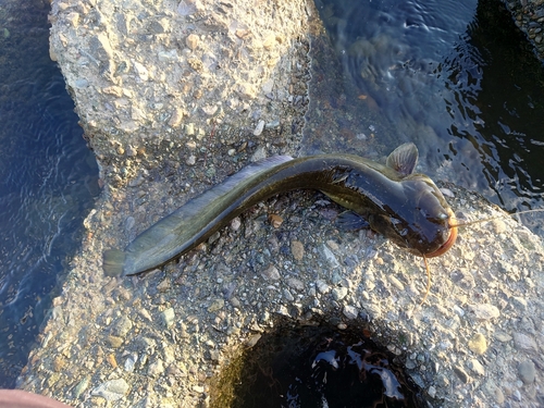 ナマズの釣果