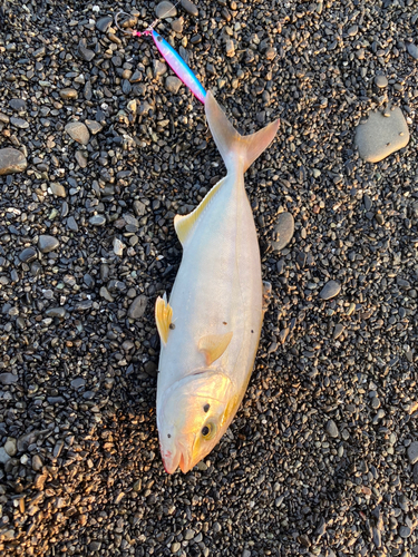 ショゴの釣果