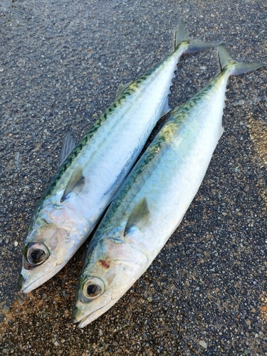 サバの釣果