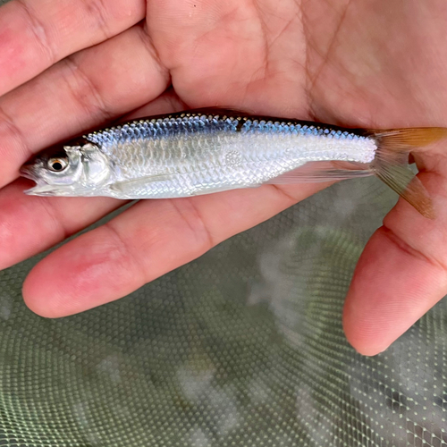 オイカワの釣果