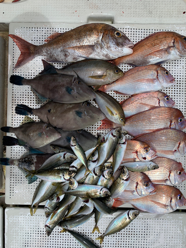 タイの釣果