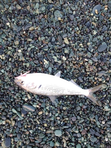 コノシロの釣果