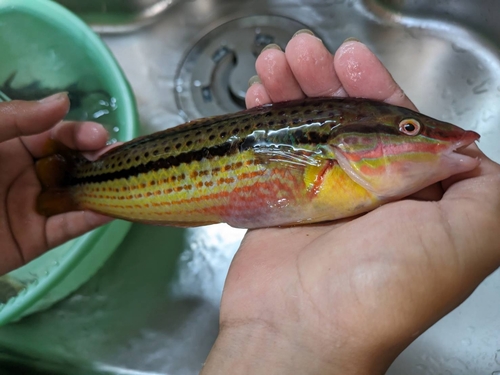 シロギスの釣果