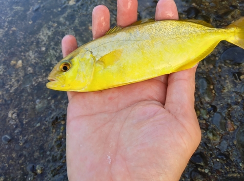 ショゴの釣果