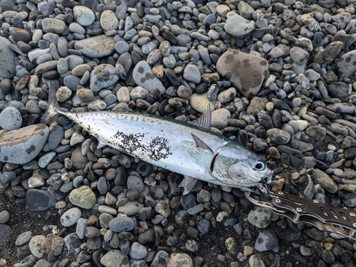 マルソウダの釣果