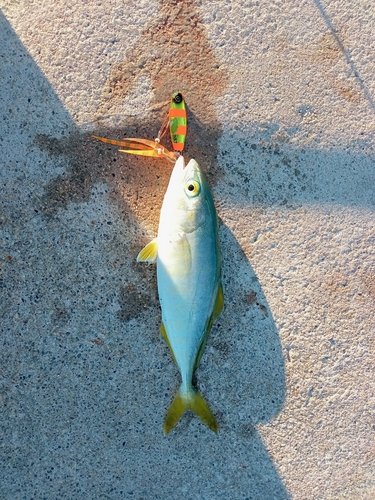 ツバスの釣果