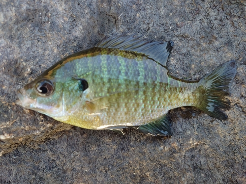 ブルーギルの釣果