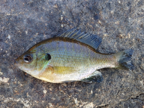 ブルーギルの釣果