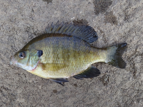 ブルーギルの釣果