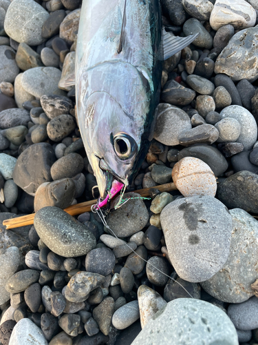 マルソウダの釣果