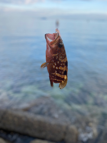 アコウの釣果