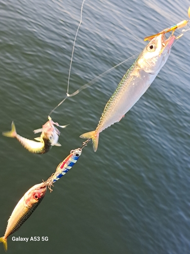 サバの釣果