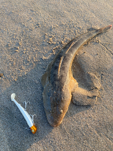 マゴチの釣果