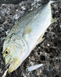 オニヒラアジの釣果