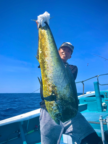 シイラの釣果