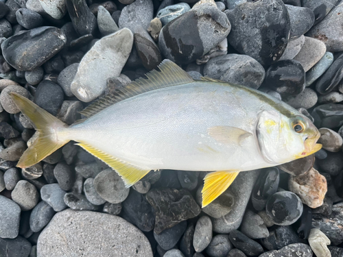 ショゴの釣果