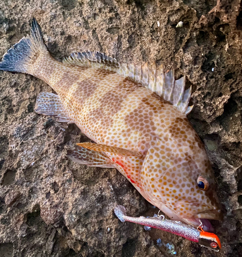 オオモンハタの釣果