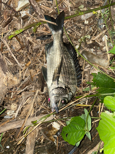 キビレの釣果