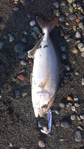 ショゴの釣果