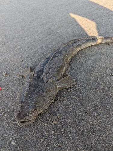 マゴチの釣果