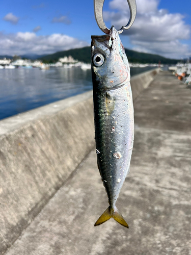 サバの釣果