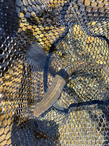 アユの釣果