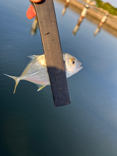 メッキの釣果