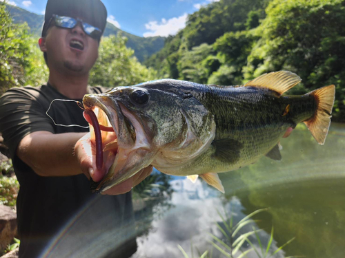 ブラックバスの釣果