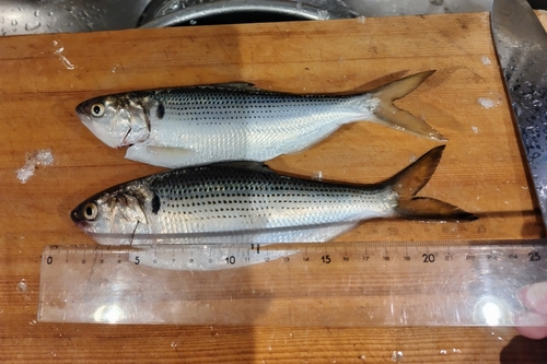 コノシロの釣果