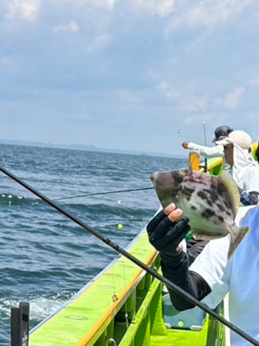 カワハギの釣果