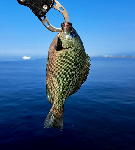 メジナの釣果