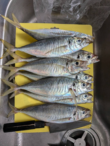 アジの釣果