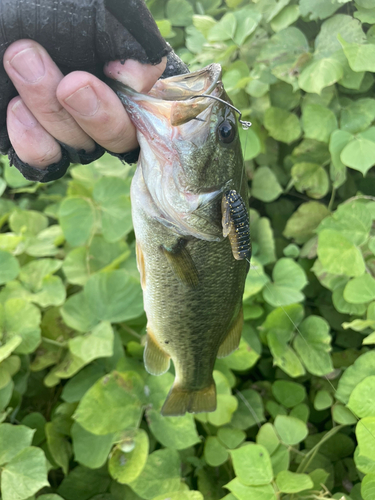 ブラックバスの釣果