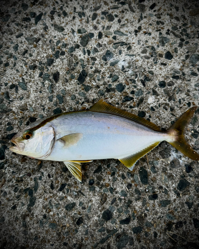 ネリゴの釣果