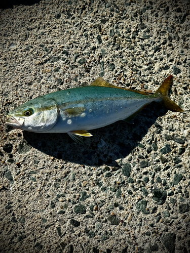 ヤズの釣果