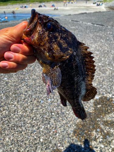 ムラソイの釣果