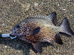 イシガキダイの釣果