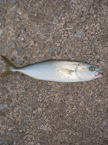 ワカシの釣果