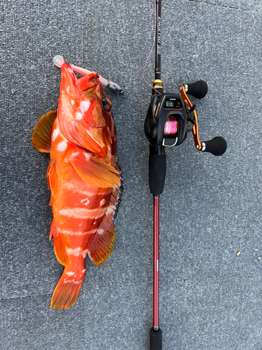 アカハタの釣果