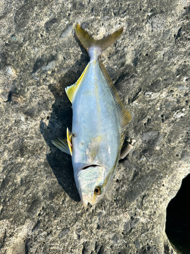 ショゴの釣果